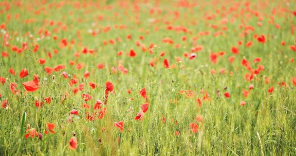 Field of red wild poppy flowers growing in green unripe wheat - Fotoğraf, Görsel