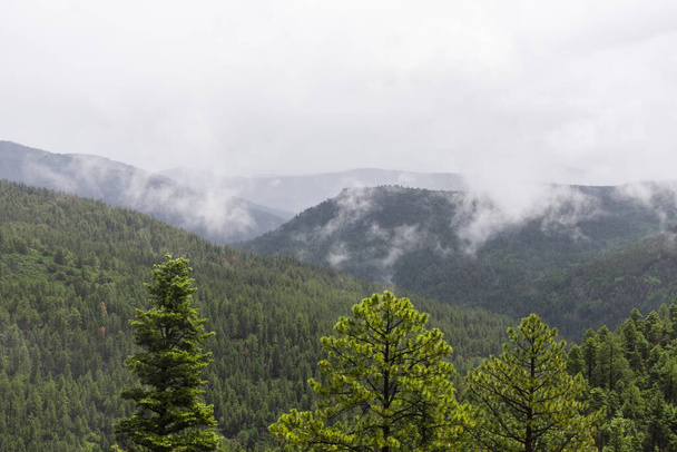 A landscape of a forest covered in greenery and fog in the daytime - Photo, Image
