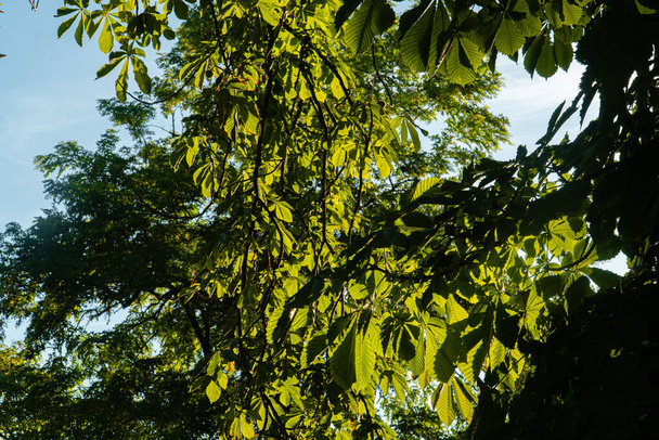 Une belle vue sur les arbres aux feuilles vertes sous la lumière du soleil - Photo, image