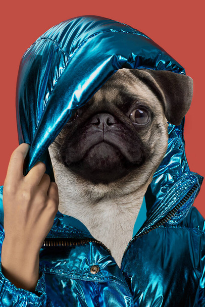 Contemporary art collage portrait positive dog headed woman. Modern style pop art zine culture concept. - Photo, Image