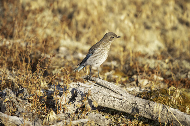 A female Mountain Bluebird in Yellowstone National Park - Photo, Image