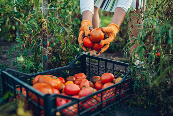 Une agricultrice qui met des tomates dans une caisse dans une ferme écologique. Récolte de légumes d'automne. L'agriculture, le jardinage. Temps de récolte - Photo, image