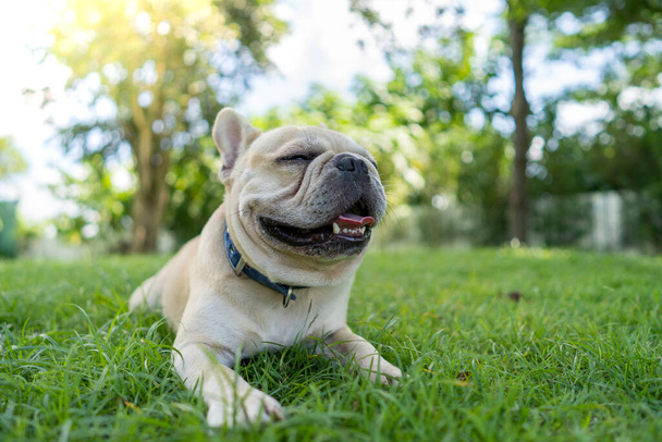 A closeup of a white French Bulldog lying on the grass outdoors. - Photo, Image
