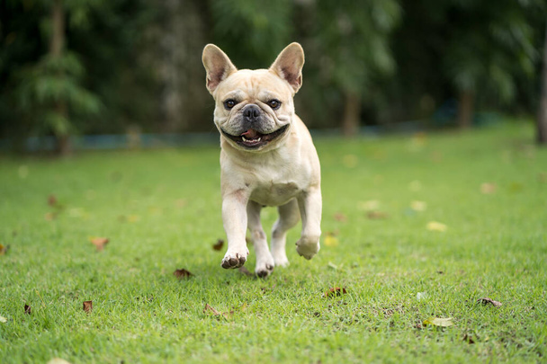 A closeup of a white French Bulldog running on the grass outdoors. - Fotografie, Obrázek