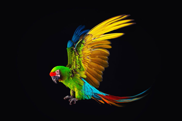 Ara volante pappagallo isolato su sfondo nero - Foto, immagini