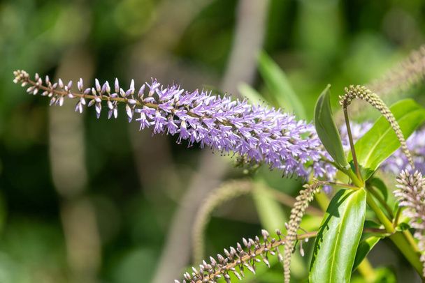 Κοντινό πλάνο λουλουδιών σε ένα φυτό ιτιάς (veronica salicifolia) - Φωτογραφία, εικόνα