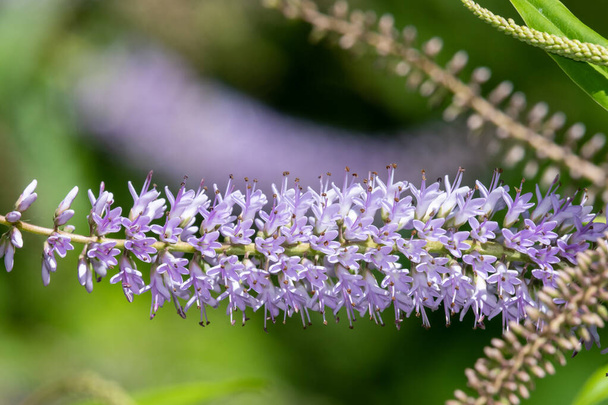 Close up of flowers on a willow leaf hebe (veronica salicifolia) plant - Photo, Image
