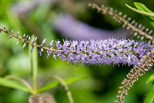 Close up of flowers on a willow leaf hebe (veronica salicifolia) plant - Photo, Image