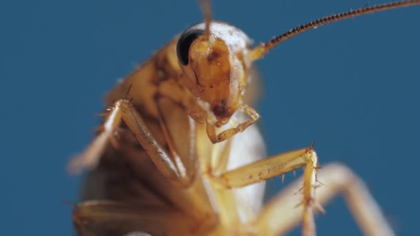 Cuerpo de cucaracha marrón con patas en el abdomen y antenas se filma en macro sobre fondo azul - Metraje, vídeo
