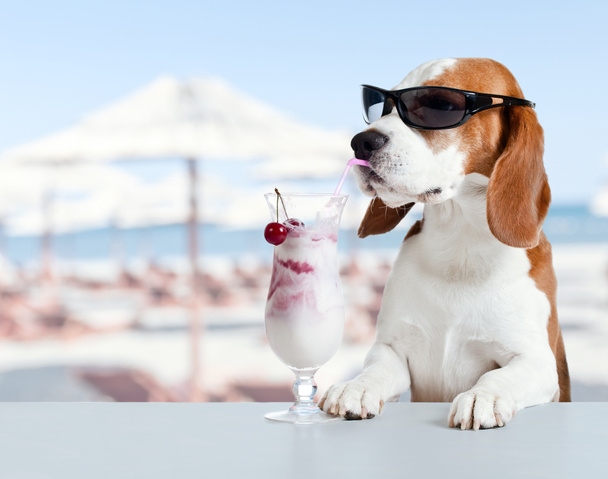 lindo perro en gafas de sol bebida cóctel
  - Foto, imagen