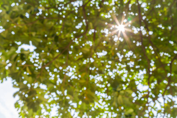 natura bokeh tło z promieniem słońca z liści drzewa w defocus - Zdjęcie, obraz