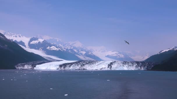 Várias vistas da plataforma de gelo no verão. Desfrute da vista da plataforma de gelo a partir do navio de cruzeiro. Alaska, EUA. Julho de 2019. - Filmagem, Vídeo