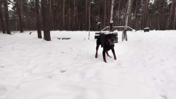 Gran perro enojado está ladrando de pie en la deriva de nieve en el bosque de invierno en cámara lenta - Metraje, vídeo
