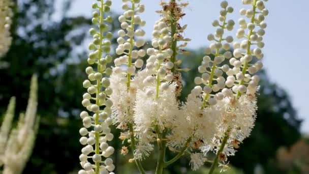 Actaea heracleifolia in garden. Growing medicinal plants in the garden. White inflorescences of cimicifuga racemosa in natural background - Footage, Video