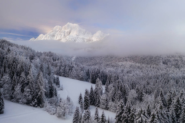 Flying over a winter forest on a beautiful moody day in the mountains of the Julian Alps. - Photo, Image