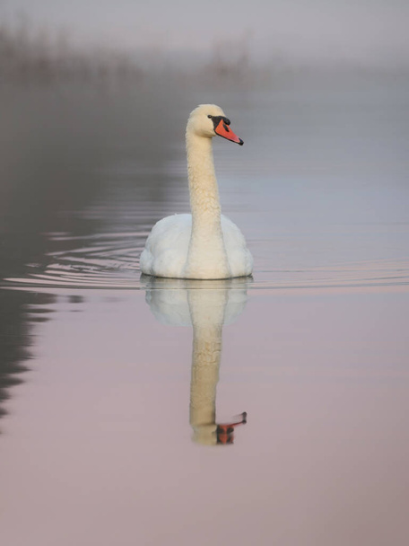 Swan in the lake on an autumn morning. Peaceful vibes by the lake. - Photo, Image