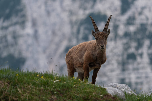 Alpine ibex in the mountains in the morning in the Julian Alps - Photo, Image