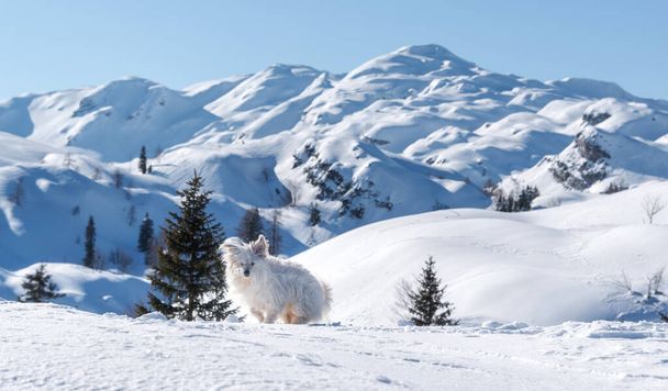 Winterparadijs in de Juliaanse Alpen - Foto, afbeelding
