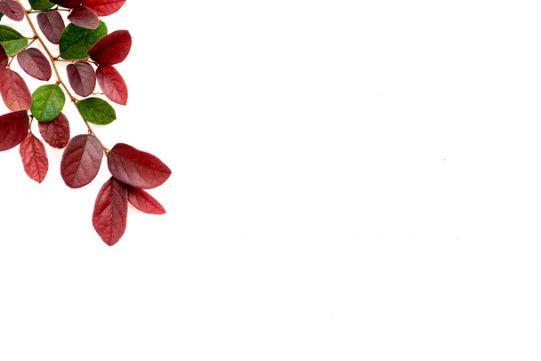 A top view of a branch with dark red leaves on a white background - Foto, immagini