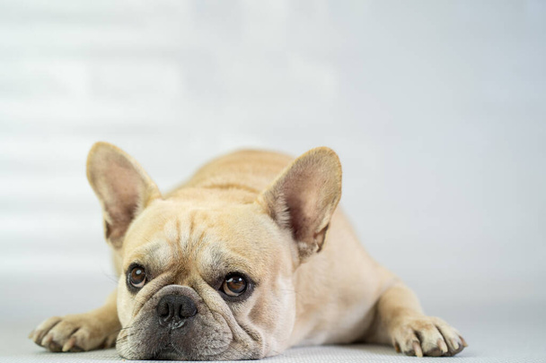 Un enfoque selectivo de un Bulldog francés blanco tumbado sobre un fondo aislado - Foto, Imagen