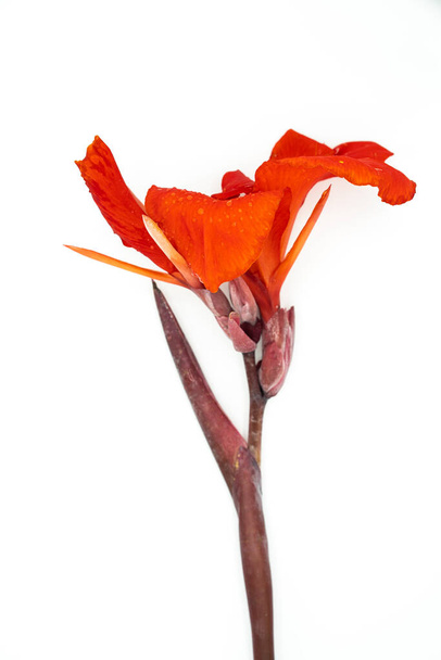An orange canna lily isolated on a white background - Photo, Image