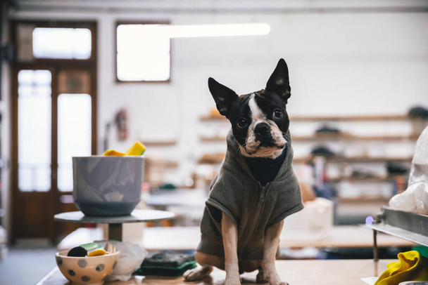 A closeup of a French bulldog in clothes on the table in a workshop with a blurry background - 写真・画像