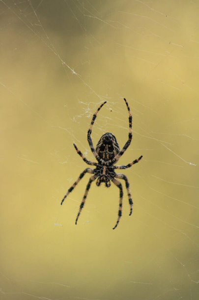 Macro da vicino di un ragno da giardino europeo - Foto, immagini