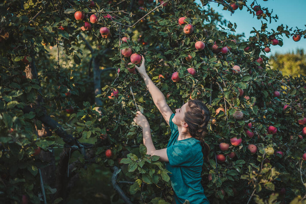 Joven hermosa chica recogiendo manzanas rojas - Foto, imagen