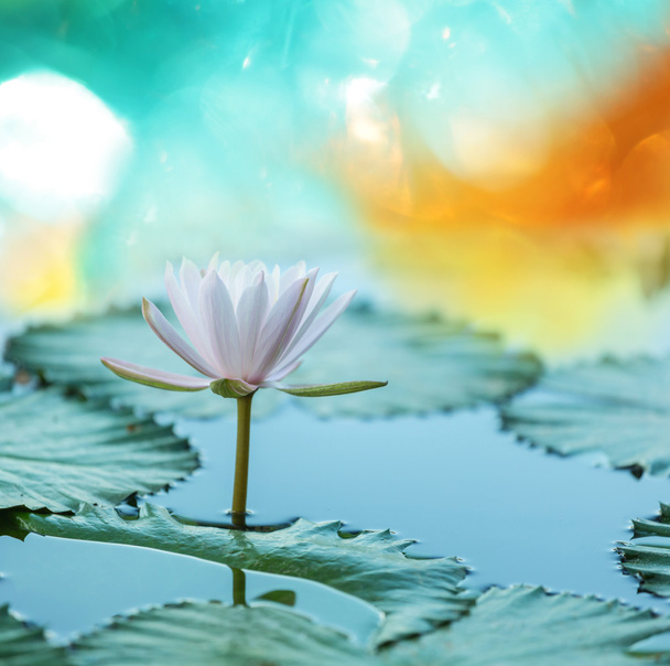 Lotus sull'acqua
 - Foto, immagini