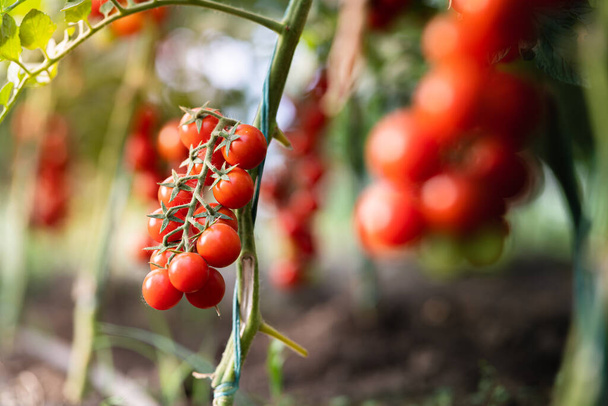 Producción de tomate cereza en invernadero
 - Foto, imagen