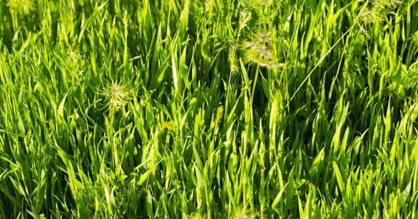 Hierba verde sobre fondo natural - Foto, Imagen