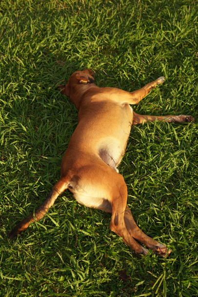 der Hund schläft auf dem grünen Rasen - Foto, Bild