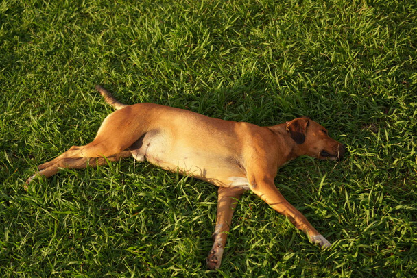 der Hund schläft auf dem grünen Rasen - Foto, Bild