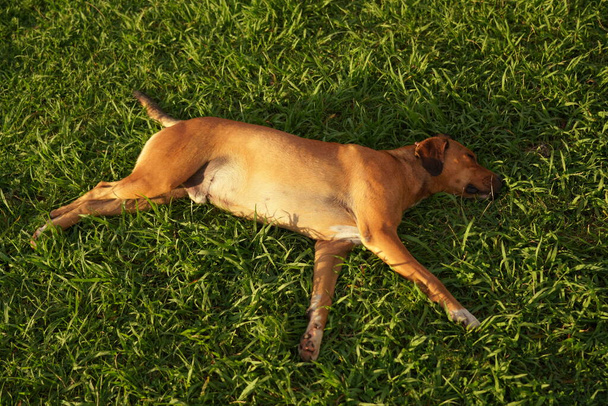the dog sleeps on the green lawn - Photo, Image