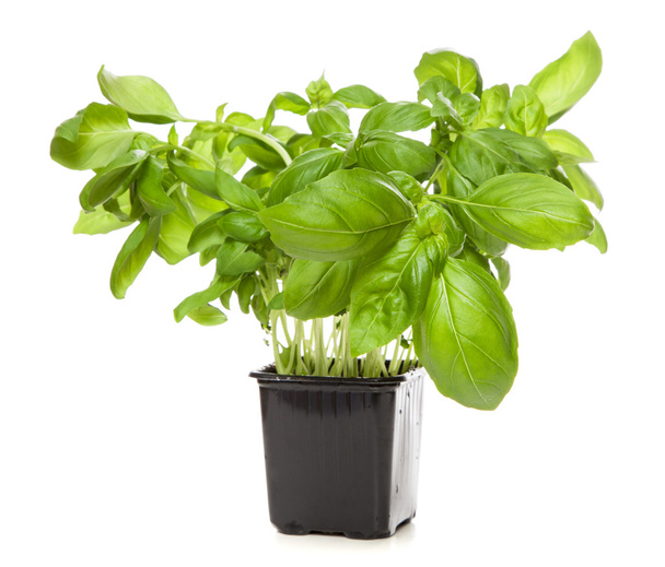 Basil leaf - Zdjęcie, obraz