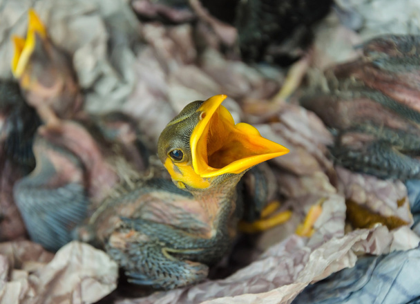 uccellini affamati nel nido
 - Foto, immagini
