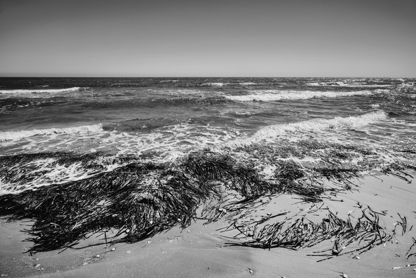 Algen an Land playa grande - Foto, Bild