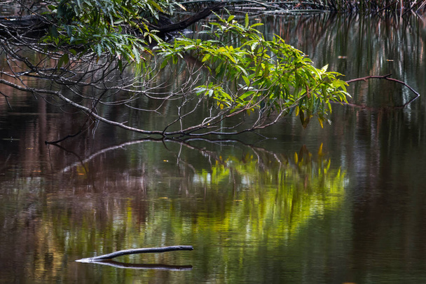 reflection of a tree in a pond next to a body of water - Photo, Image