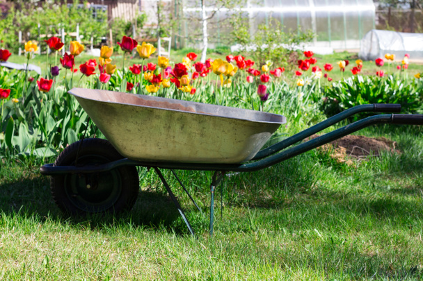 Taczka ogrodowa na jednym kole stoi w ogrodzie na tle tulipanów . - Zdjęcie, obraz