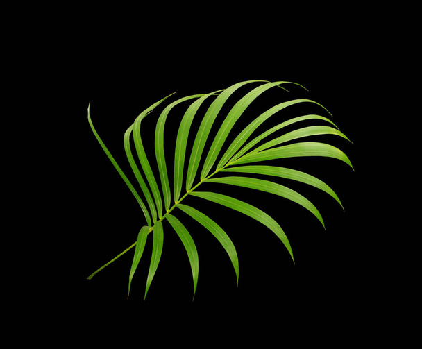 green leaf of palm tree isolated on white background - Foto, imagen