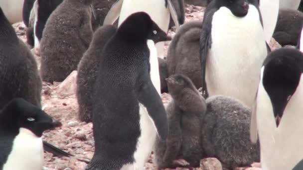Pinguinkolonie in der Antarktis - Filmmaterial, Video