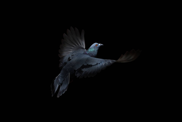 Close up Rock Pigeons Flying in The Air Isolated on Black Background - Picture Concept "Hope" - Foto, immagini