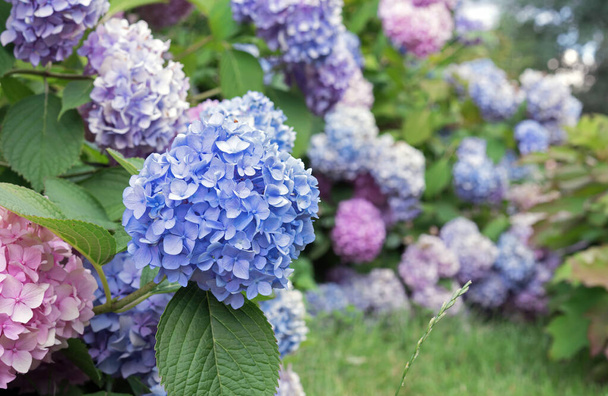 Blooming blue hydrangea or tree hydrangea in the summer garden. - Fotografie, Obrázek