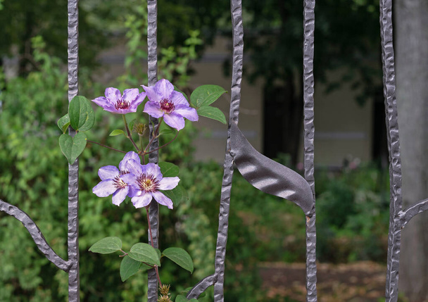 Clambering plant violet clematis on a wrought-iron fence in the garden. - Foto, Imagem