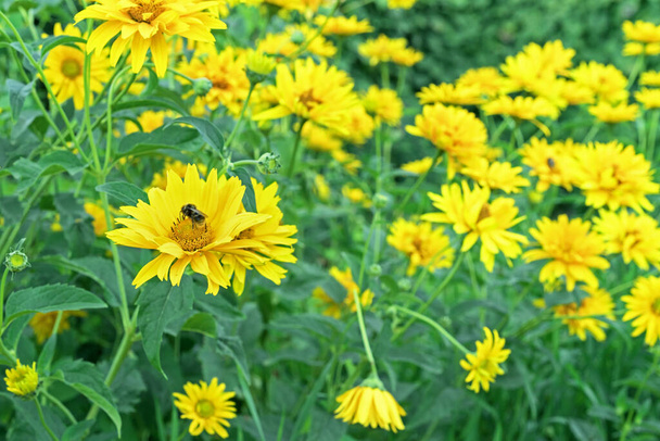 Blooming yellow heliopsis with bee collecting pollen. - Foto, immagini