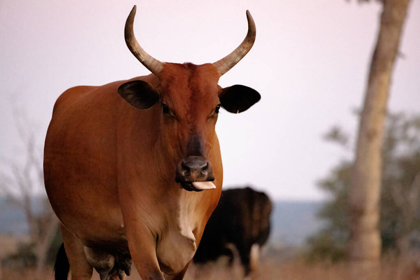 Vaca adulta en una granja brasileña con enfoque selectivo - Foto, Imagen