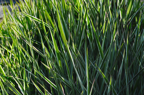 装飾セッジの背景。緑の草の縞模様の縁があります。装飾的な長い草、白と緑の縞模様の葉を持つ常緑の種子. - 写真・画像