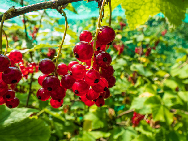 Perfect ripe redcurrants (ribes rubrum) on the branch between green leaves on the bright sunny day with green background. Taste of summer - Photo, Image