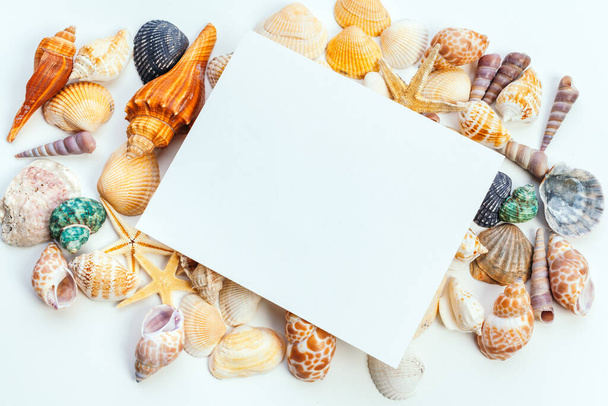 Sea Shell background with space for text - 写真・画像
