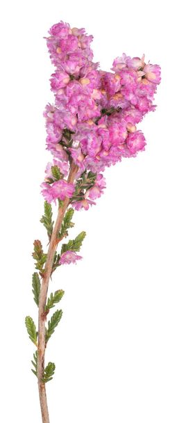 Studio Shot of Pink Colored Calluna Flowers Isolated on White Background. Large Depth of Field (DOF). Macro. Close-up. - Fotó, kép